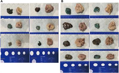 A Novel Self-Assembled Gel for Gastric Endoscopic Submucosal Dissection-Induced Ulcer: A Preclinical Study in a Porcine Model